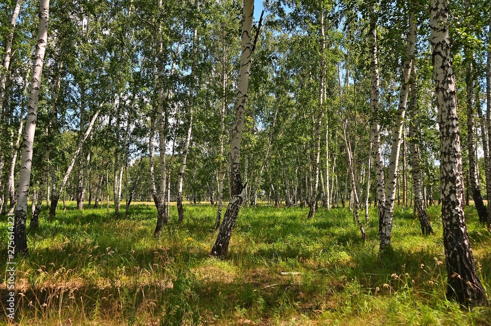 Fototapeta premium trees in the forest