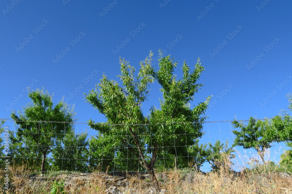 Branches d'amandiers vertes derrière un grillage sur fond de ciel bleu. Branches d'amandiers vertes derrière un grillage sur fond de ciel bleu.