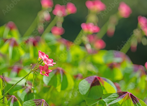 Gl  cksklee  Oxalis tetraphylla