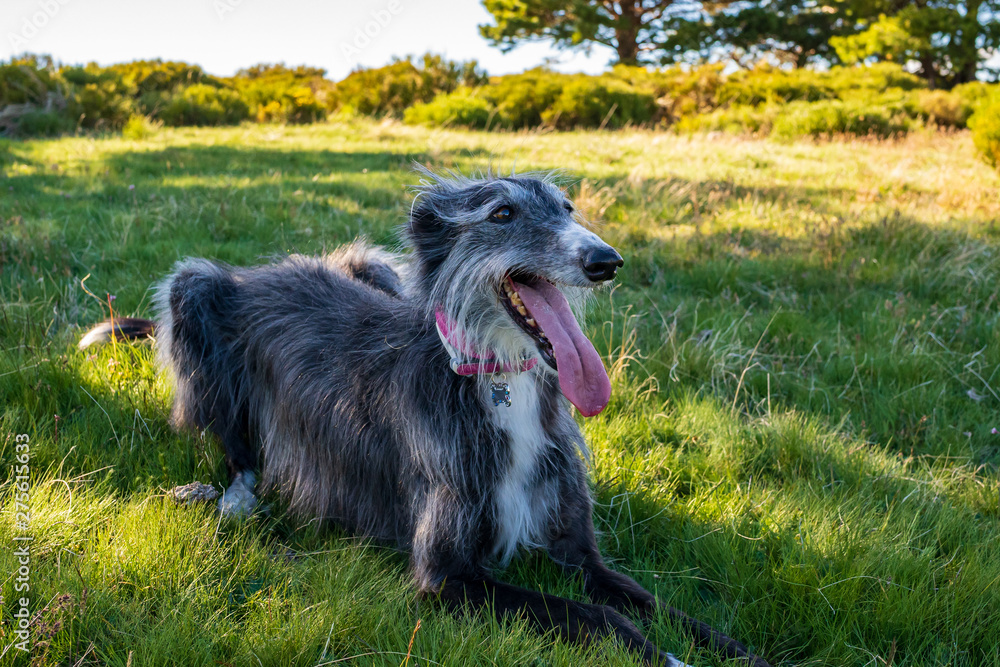 Fototapeta premium Portrait of greyhound in grass