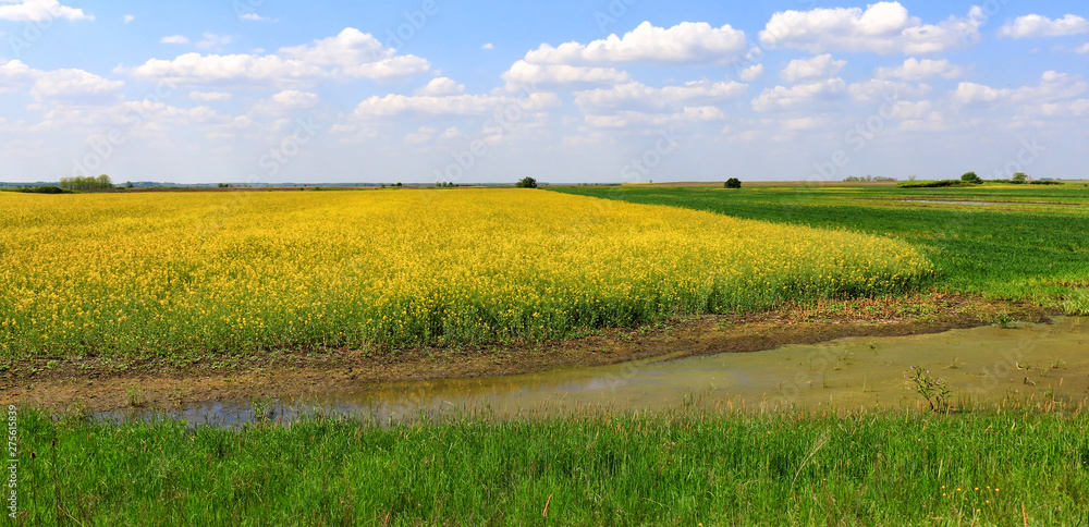 Naklejka premium Flowering canola field with clouds and blue sky