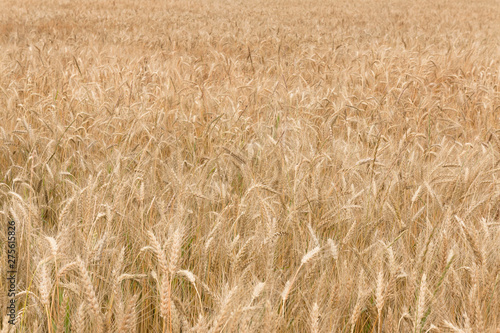 Gold wheat field on a cloudy day. Golden ears. Rural scene. Shallow depth of field