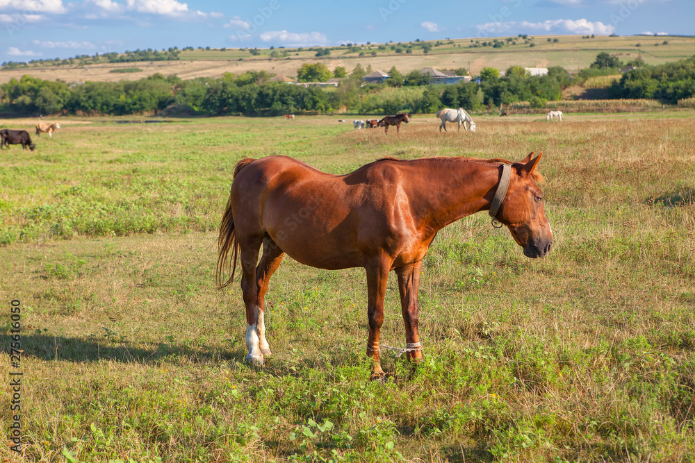 brown horse grazing on the grassland ,rustic scenery with domestic animals