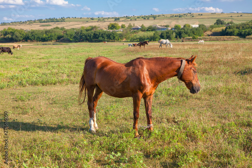 Fototapeta Naklejka Na Ścianę i Meble -  brown horse grazing on the grassland ,rustic scenery with domestic animals