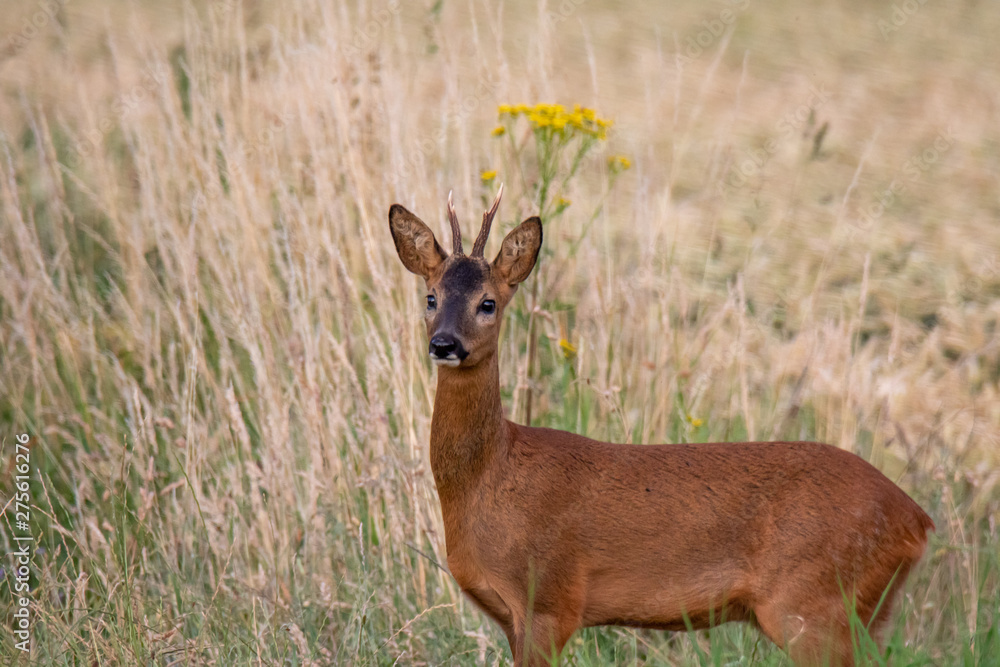 Fototapeta premium Reh Bock