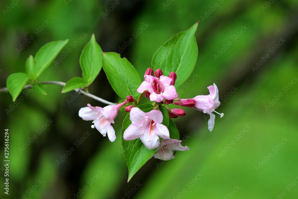 Tubular rose hotsell
