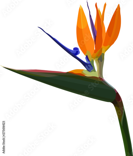 Strelitzia Reginae orange tropical flower bouquets. Vector illustration