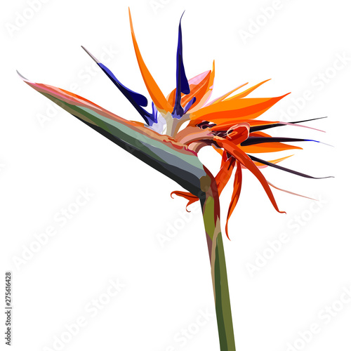 Strelitzia Reginae orange tropical flower bouquets. Vector illustration