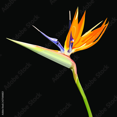 Strelitzia Reginae orange tropical flower bouquets. Vector illustration