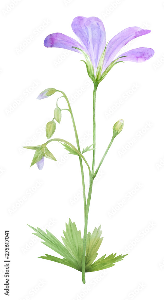 Botanical watercolor illustration of lilac geranium flowers isolated on white background.