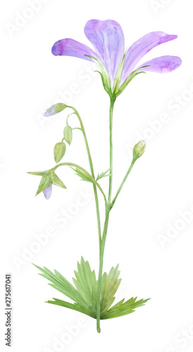 Botanical watercolor illustration of lilac geranium flowers isolated on white background.