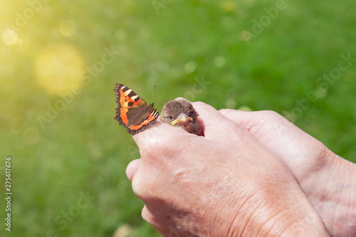 Spatz in der Hand