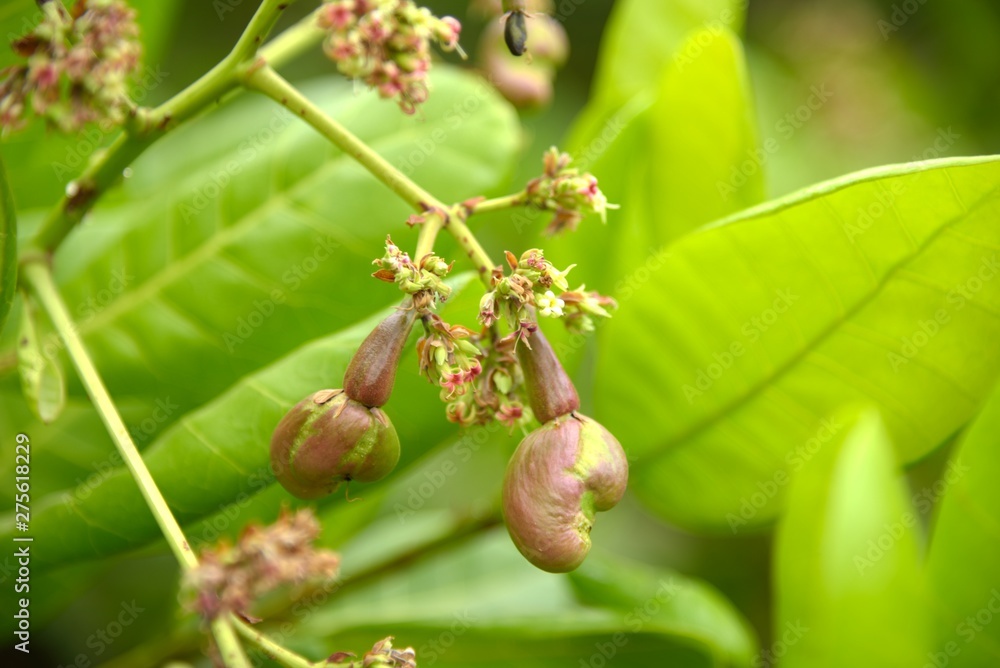 green and yellow cashew nut in nature green and yellow cashew nut in nature