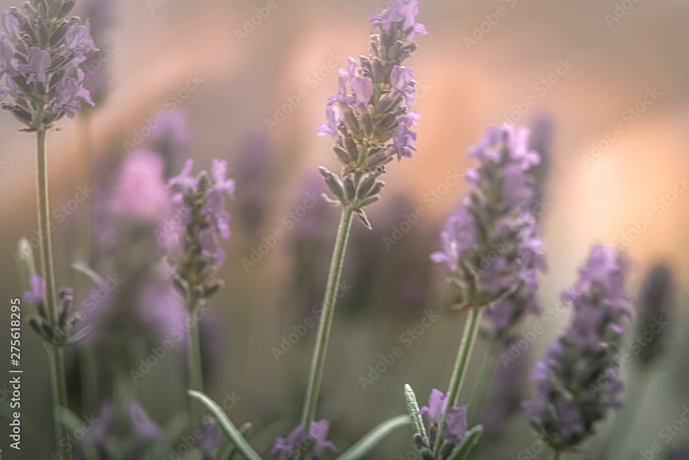 Fototapeta premium Lavendel im Licht, Bokeh