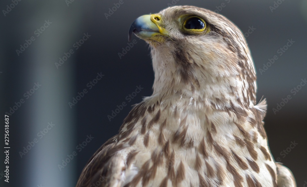 Wild buzzard with defocused background Wild buzzard with defocused background
