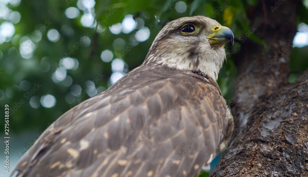 Wild buzzard with defocused background Wild buzzard with defocused background