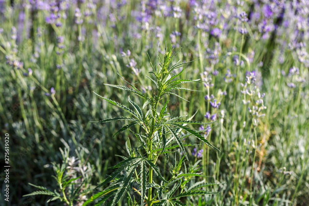 Fresh agricultural cannabis and marijuana are growing in the countryside. Background plants Hemp bloom nature farm field with a green lawn planting, hemp marijuana plants are overgrown Fresh agricultural cannabis and marijuana are growing in the countryside. Background plants Hemp bloom nature farm field with a green lawn planting, hemp marijuana plants are overgrown