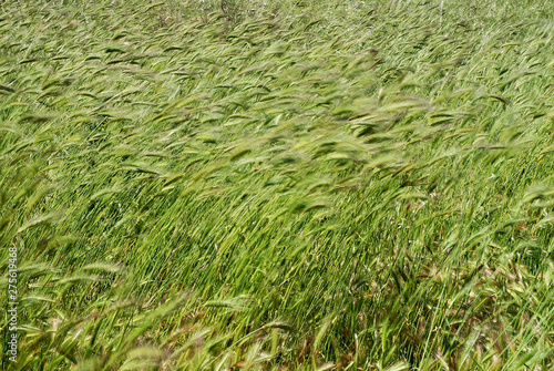 Wallpaper Mural ears in the wind Torontodigital.ca