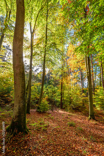 Sun beam in wonderful forest in the fall  Europe