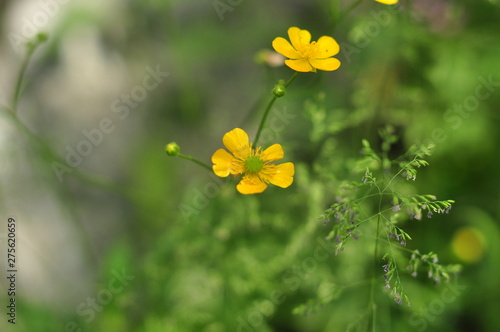 fleurs jaunes (Raunculus) des Alpes en été