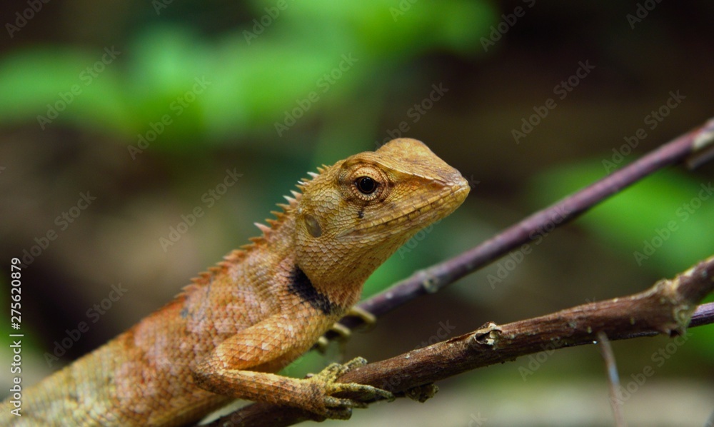 chameleon looking in nature in thailand chameleon looking in nature in thailand
