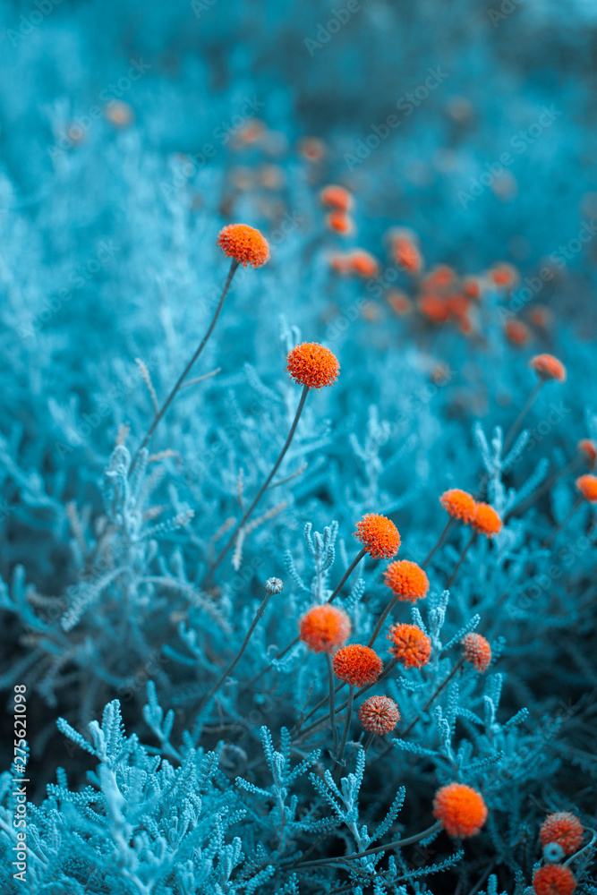 Obraz premium Craspedia billy buttons flowers in garden infrared colors closeup selective focus background
