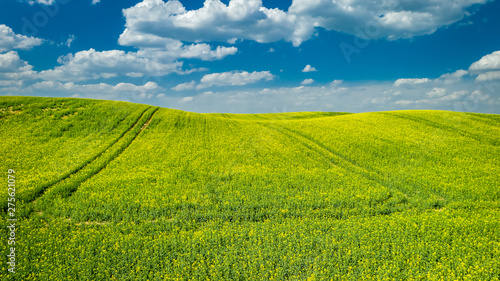 Blooming rape fields in sunny day, aerial view of Poland