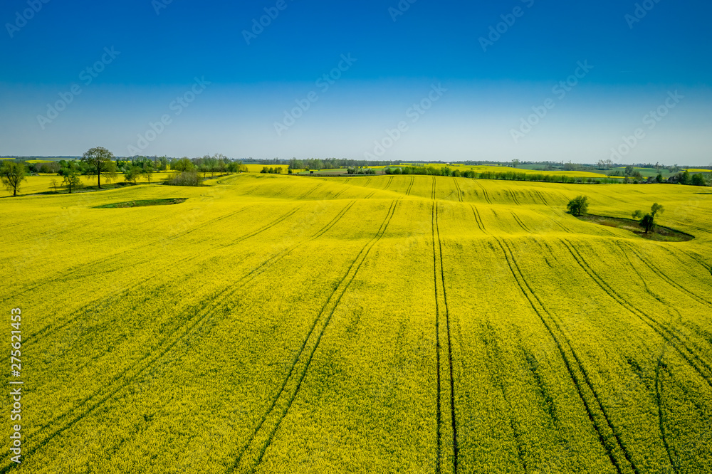 Fototapeta premium Aerial viewof green and yellow rape fields, Poland