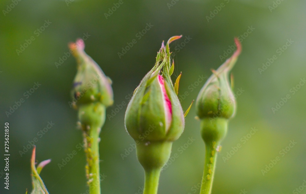 Buds of roses with defocus background Buds of roses with defocus background