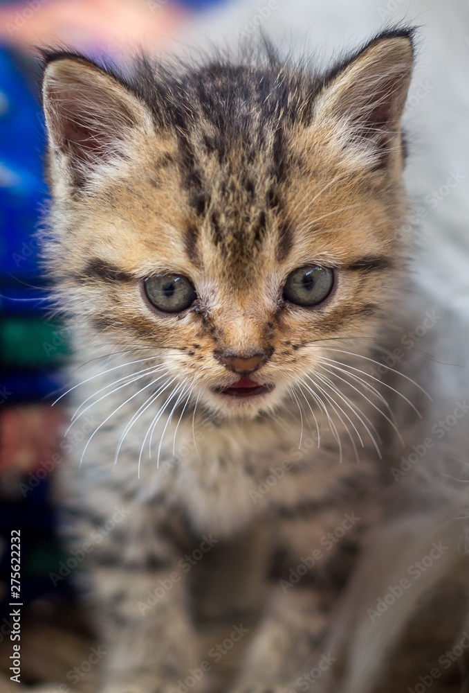 little kitten with defocused background