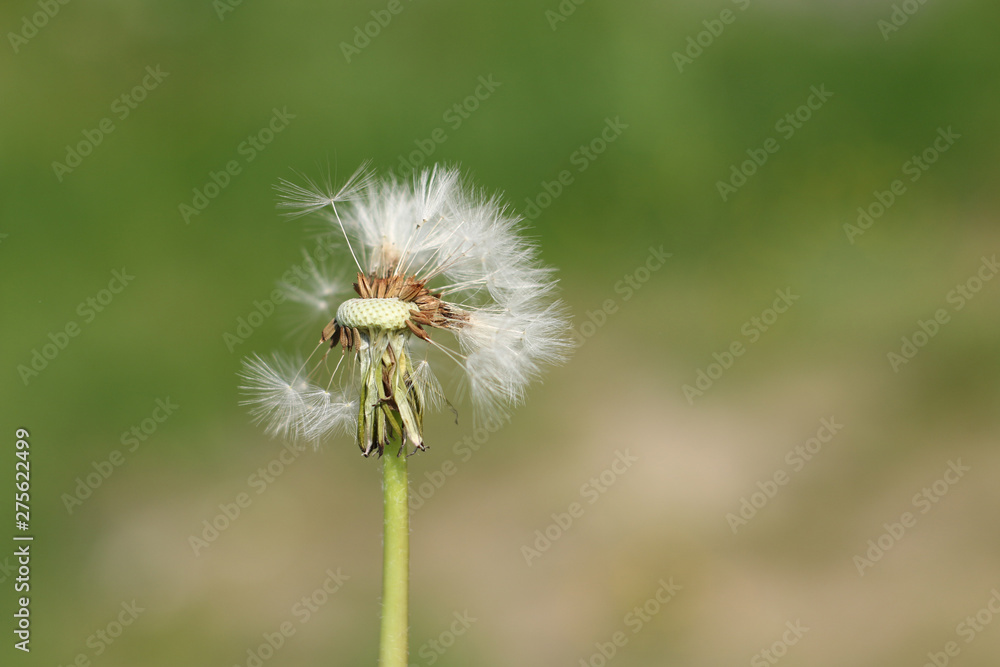 Dandelion white and fluffy flower Dandelion white and fluffy flower