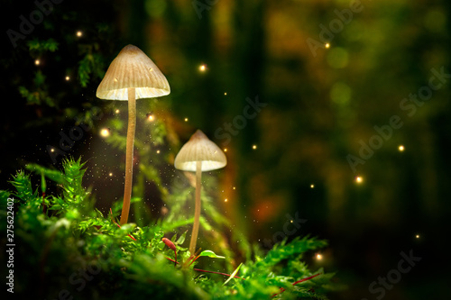 Stunning mushrooms on moss and fireflies in forest at dusk