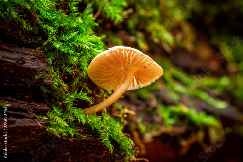 Closeup of wild mushrooms in the green summer forest