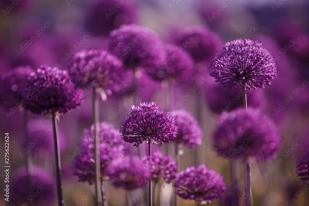 Fototapeta premium decorative bow with round large purple flower heads
