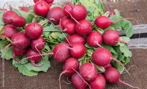 Wallpaper Mural red radishes with verses leaves Torontodigital.ca