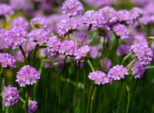Wallpaper Mural beautiful flowers in nature in the botanical garden Torontodigital.ca