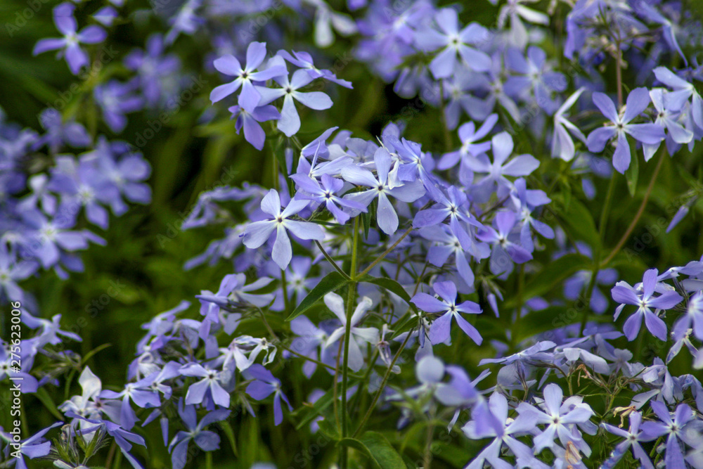beautiful flowers in nature in the botanical garden beautiful flowers in nature in the botanical garden
