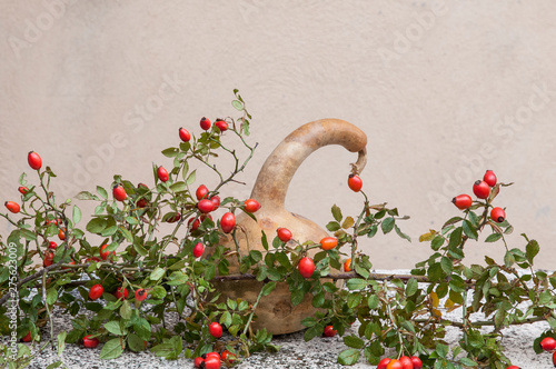 Wallpaper Mural composition of red berries and pumpkin Torontodigital.ca