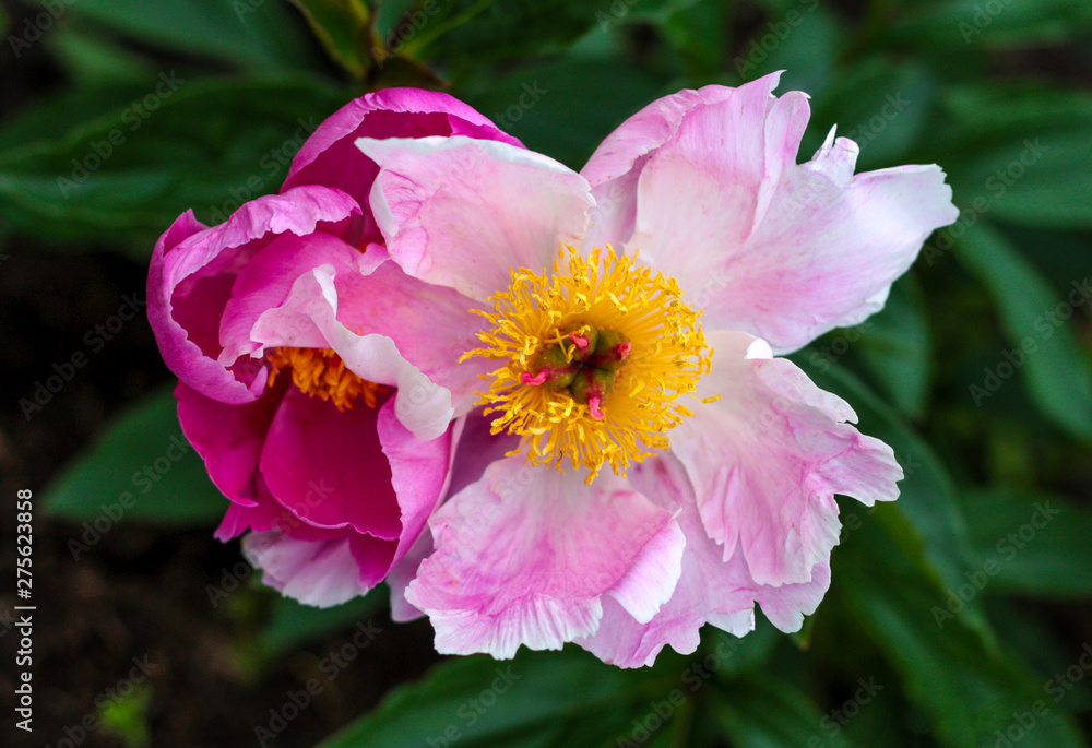 beautiful flowers in nature in the botanical garden beautiful flowers in nature in the botanical garden
