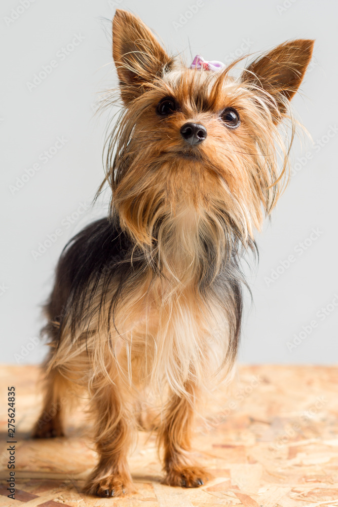 yorkshire on white background