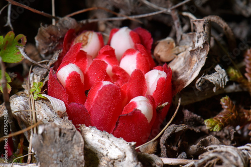 Gelber Zistrosenwürger (Cytinus hypocistis) photo