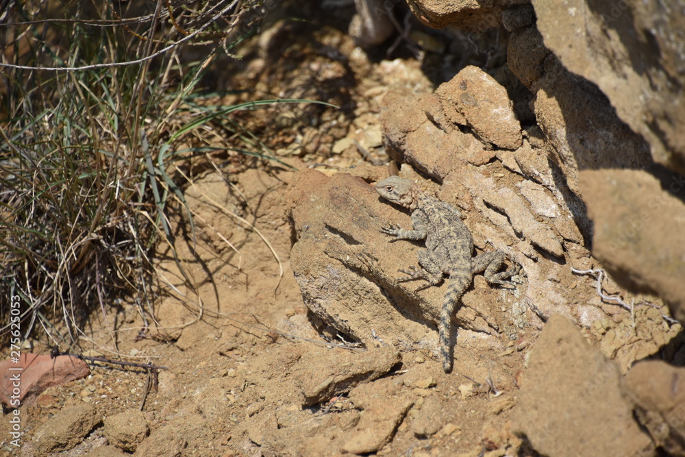 Small Desert Lizard, Mount Gareja, Republic of Georgia