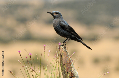 Roquero solitario en la sierra