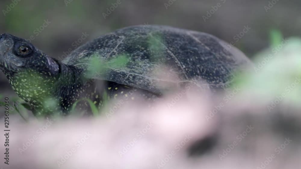 Pan Reveal Of A Pet Pond Turtle Chilling In The Garden, Close Up Pan Reveal Of A Pet Pond Turtle Chilling In The Garden, Close Up