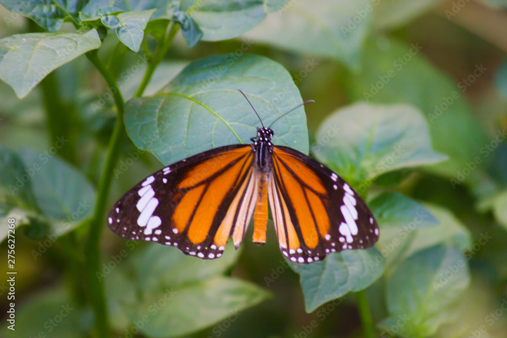 Beautiful portrait of The Monarch Butterfly on the flower plants in its natural habitat Beautiful portrait of The Monarch Butterfly on the flower plants in its natural habitat