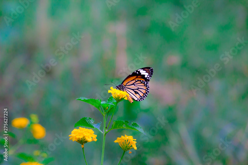 Beautiful portrait of The Monarch Butterfly on the flower plants in its natural habitat