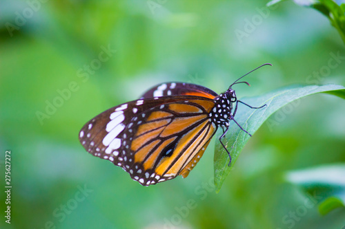 Beautiful portrait of The Monarch Butterfly on the flower plants in its natural habitat