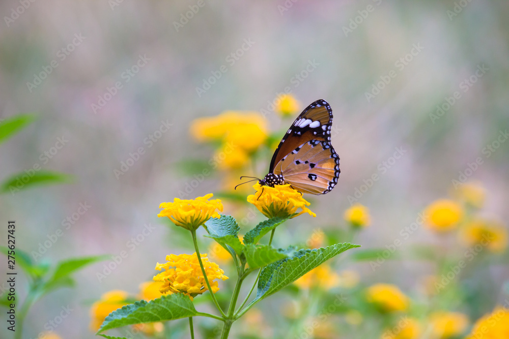 Beautiful Portrait of The Plain Tiger Butterfly sitting on the flower in a soft green blurry background during Spring Beautiful Portrait of The Plain Tiger Butterfly sitting on the flower in a soft green blurry background during Spring