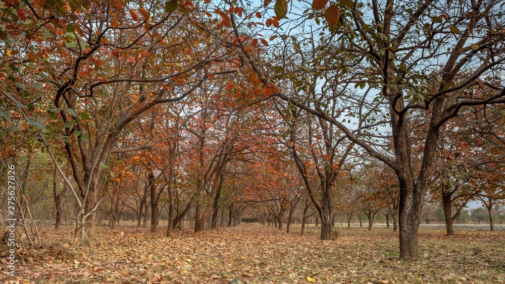persimmon orchard in autumn persimmon orchard in autumn