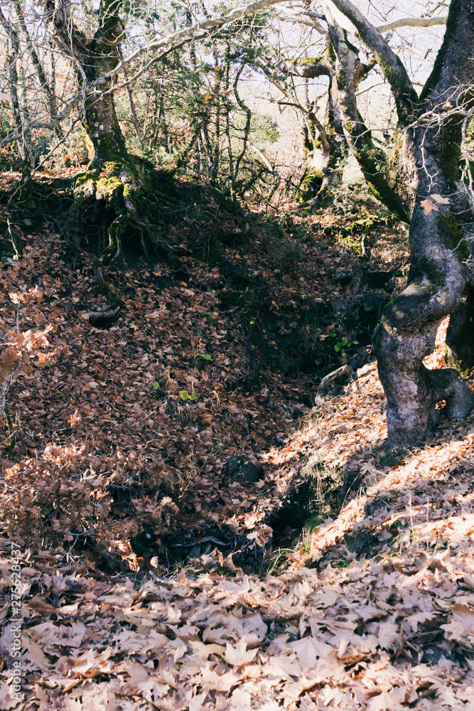 Tree roots over ground covered in autumn leaves. Tree roots over ground covered in autumn leaves.